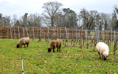Les bonnes raisons d’introduire l’éco-pâturage