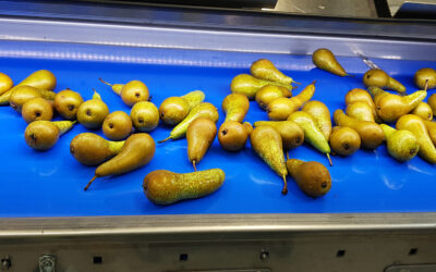 Une poire sous pression mais qui tient bon !