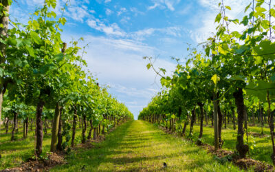 L’Union européenne au secours des vignerons