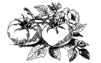 Les Français et les légumes :  entre bonnes habitudes et idées reçues