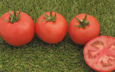 CARLITOS F1 : une nouvelle tomate tolérante au ToBRFV*