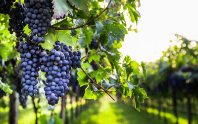 La lutte contre les vignes abandonnées