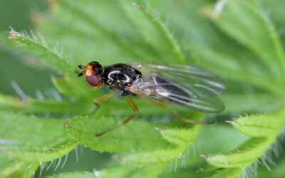 La mouche de la carotte