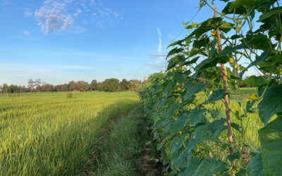 Les 10 points forts de l’agroforesterie