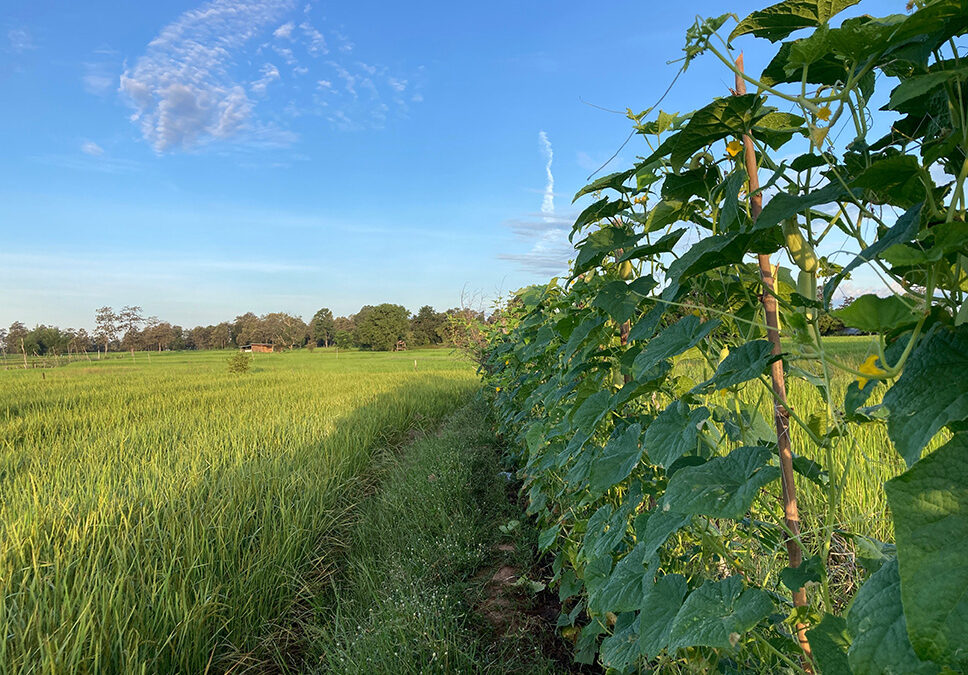 Les 10 points forts de l’agroforesterie