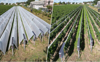 Viti-Tunnel accélère la protection sans phyto