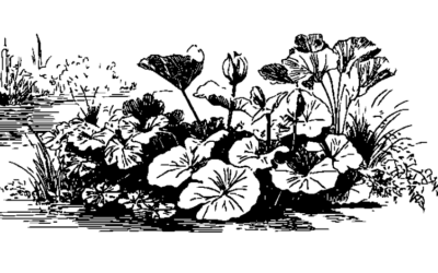 L’hydrologie régénérative